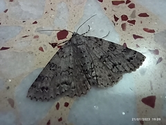 Ascotis fortunata