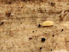 Bilobella aurantiaca