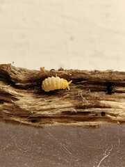 Bilobella aurantiaca