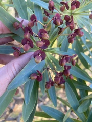 Euphorbia atropurpurea image