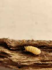 Bilobella aurantiaca