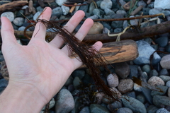 Desmarestia aculeata