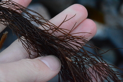 Desmarestia aculeata