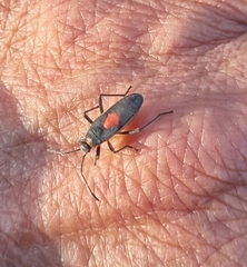 Stenomacra marginella