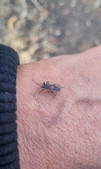 Stenomacra marginella