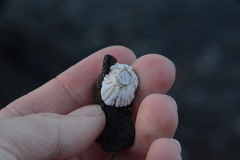 Balanus crenatus