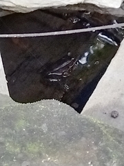 Lithobates vaillanti