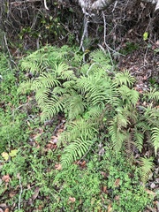 Pelazoneuron kunthii