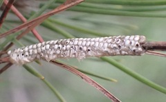 Thaumetopoea pityocampa