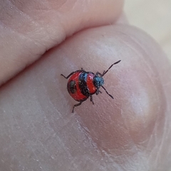 Brontocoris nigrolimbatus