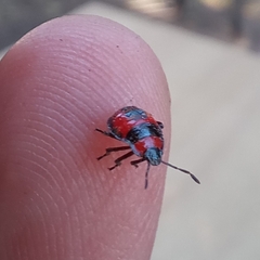 Brontocoris nigrolimbatus