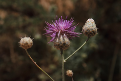 Centaurea pseudoscabiosa