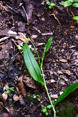 Tripogandra serrulata