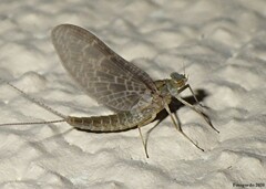 Callibaetis ferrugineus ferrugineus