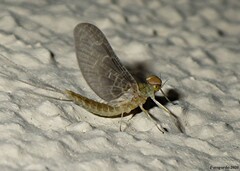 Callibaetis ferrugineus ferrugineus