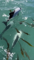 Cephalorhynchus commersonii