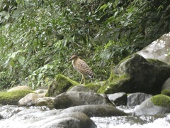 Tigrisoma fasciatum