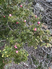 Leptecophylla oxycedrus