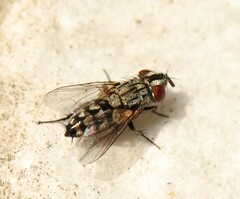 Miltogramminae