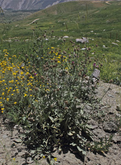 Centaurea pseudoscabiosa
