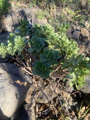 Aeonium spathulatum image