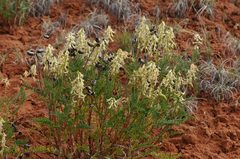 Astragalus praelongus