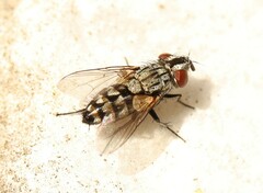 Miltogramminae