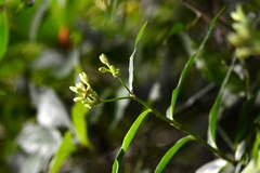 Tripogandra serrulata