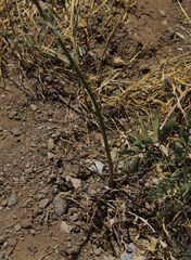 Centaurea pseudoscabiosa