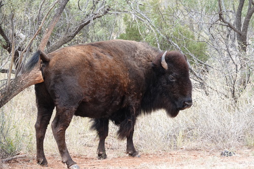 American Bison photographed in Texas