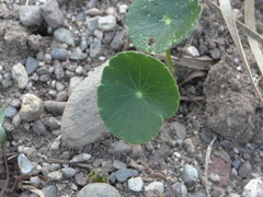 Hydrocotyle bonariensis