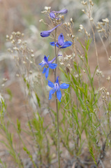 Delphinium scaposum