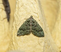 Austrocidaria callichlora