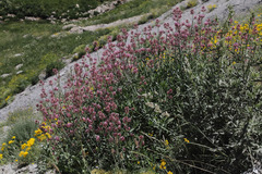 Centranthus longiflorus