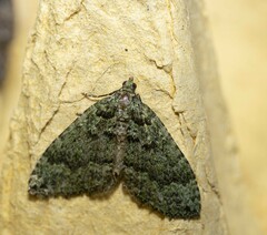 Austrocidaria callichlora