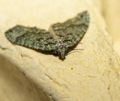 Austrocidaria callichlora