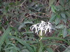 Crinum americanum