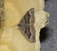 Hydriomena deltoidata