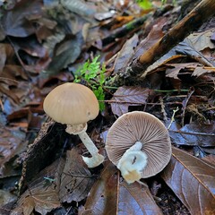Psathyrella longistriata