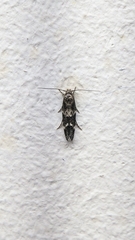 Mompha subbistrigella