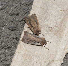 Ichneutica atristriga