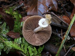 Psathyrella longistriata