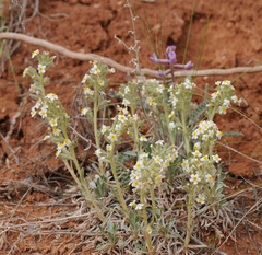 Oreocarya flavoculata
