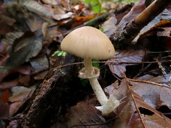 Psathyrella longistriata