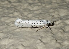 Yponomeuta multipunctella