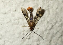 Synanthedon acerni