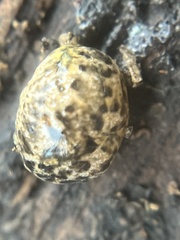 Philomycus carolinianus