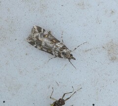 Eudonia submarginalis