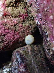 Acanthodoris nanaimoensis