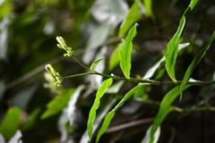 Tripogandra serrulata